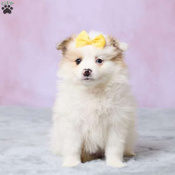 Tulip, Pomeranian Puppy